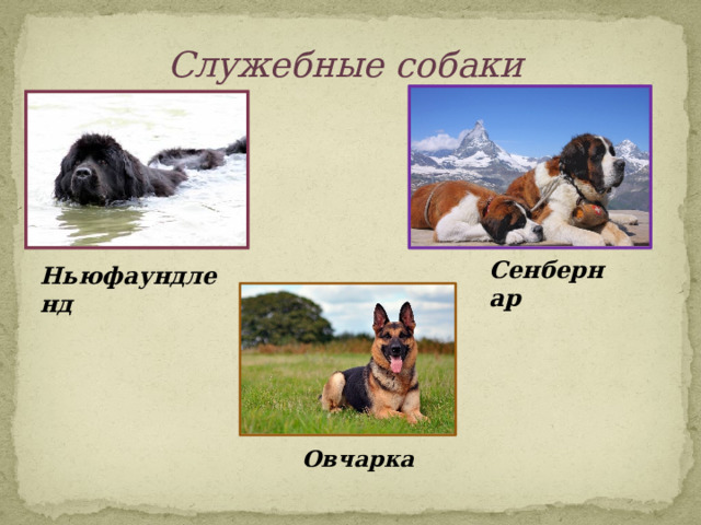 Служебные собаки Сенбернар Ньюфаундленд  Овчарка  