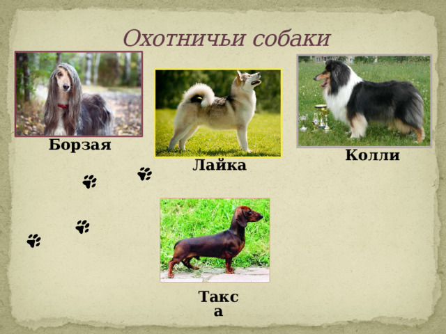 Охотничьи собаки Борзая  Колли  Лайка   Такса 