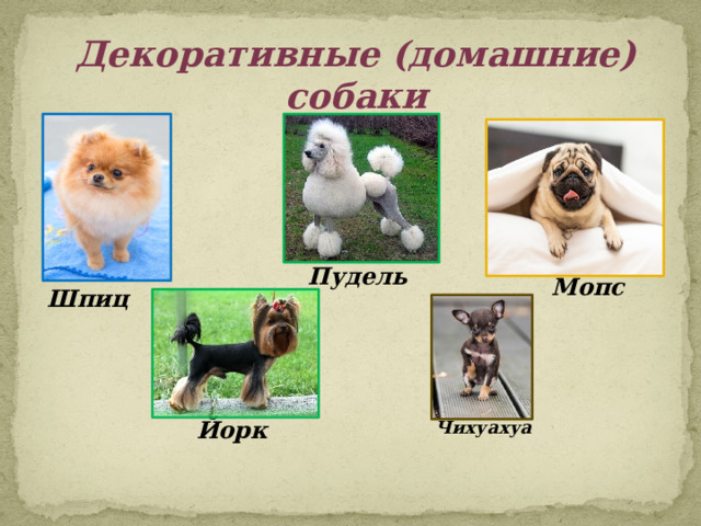 Декоративные (домашние) собаки Пудель  Мопс  Шпиц  Йорк Чихуахуа   