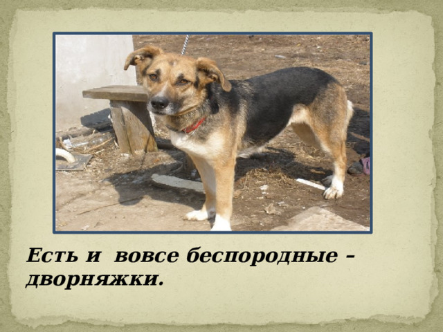 Есть и вовсе беспородные – дворняжки. 