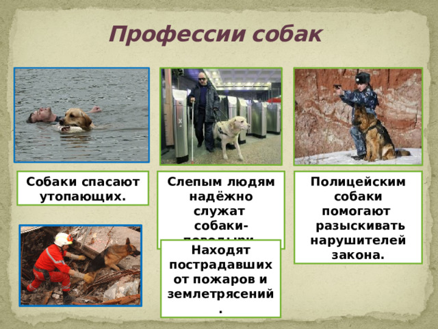 Профессии собак Собаки спасают утопающих. Слепым людям надёжно служат Полицейским собаки помогают собаки-поводыри.  разыскивать нарушителей закона. Находят пострадавших от пожаров и землетрясений. 