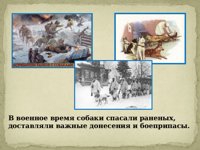 В военное время собаки спасали раненых, доставляли важные донесения и боеприпасы. 
