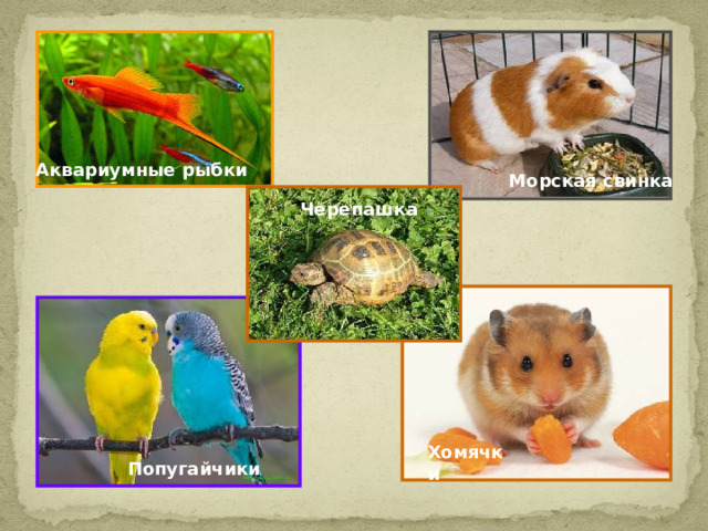 Аквариумные рыбки Морская свинка Черепашка Хомячки Попугайчики 