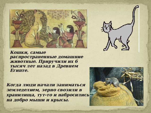 Кошки, самые распространенные домашние животные. Приручили их 6 тысяч лет назад в Древнем Египте. Когда люди начали заниматься земледелием, зерно свозили в хранилища, тут-то и набросились на добро мыши и крысы. 