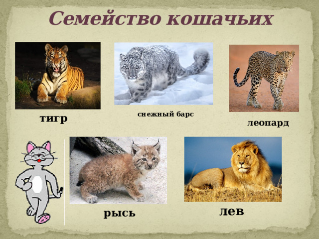 Семейство кошачьих снежный барс  тигр   леопард  лев  рысь  