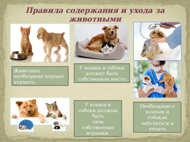 Правила содержания и ухода за животными У кошки и собаки должно быть  собственное место. Животных необходимо хорошо кормить. У кошки и собаки должны быть свои собственные игрушки. Необходимо о кошках и собаках заботиться и лечить 