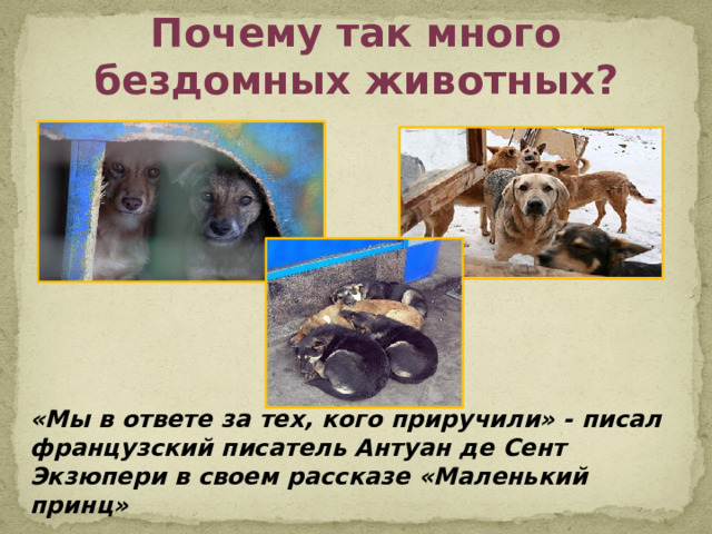 Почему так много бездомных животных? «Мы в ответе за тех, кого приручили» - писал французский писатель Антуан де Сент Экзюпери в своем рассказе «Маленький принц» 