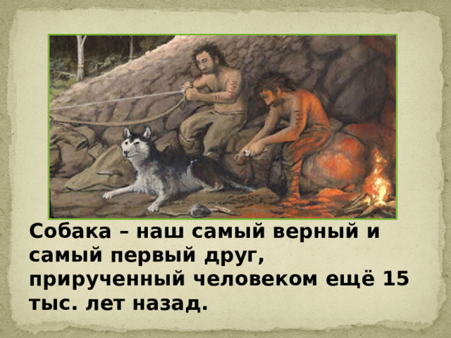 Собака – наш самый верный и самый первый друг, прирученный человеком ещё 15 тыс. лет назад. 