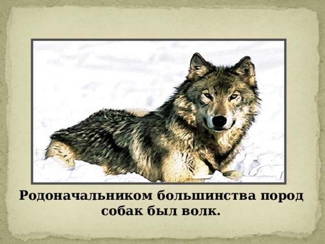 Родоначальником большинства пород собак был волк. 