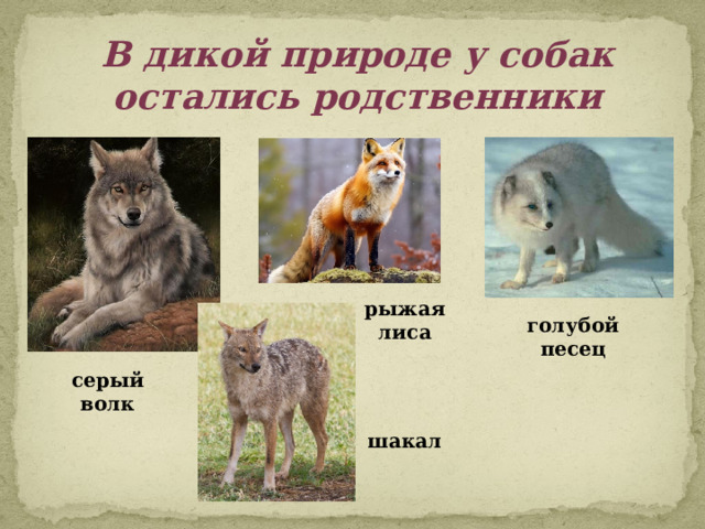 В дикой природе у собак остались родственники рыжая лиса голубой песец серый волк шакал 