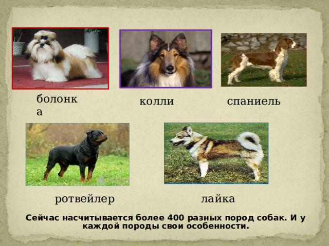 болонка спаниель колли лайка ротвейлер Сейчас насчитывается более 400 разных пород собак. И у каждой породы свои особенности. 