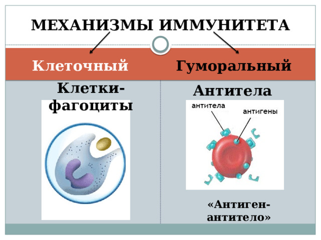 МЕХАНИЗМЫ ИММУНИТЕТА Клеточный Гуморальный  Клетки-фагоциты Антитела «Антиген-антитело» 