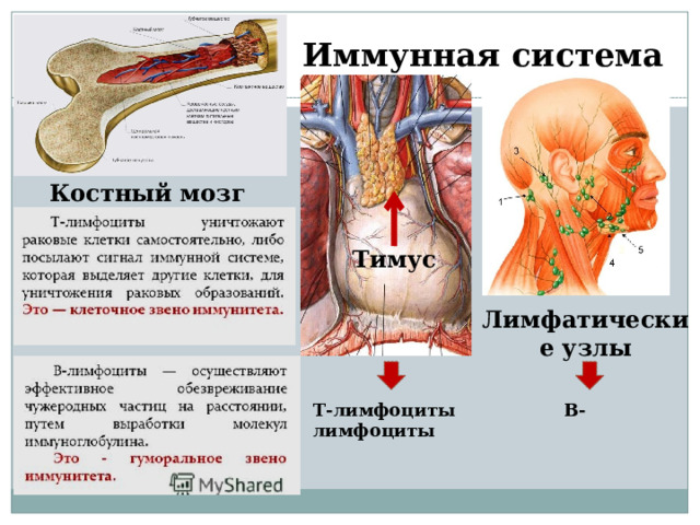 Иммунная система Костный мозг Тимус Лимфатические узлы Т-лимфоциты В-лимфоциты 