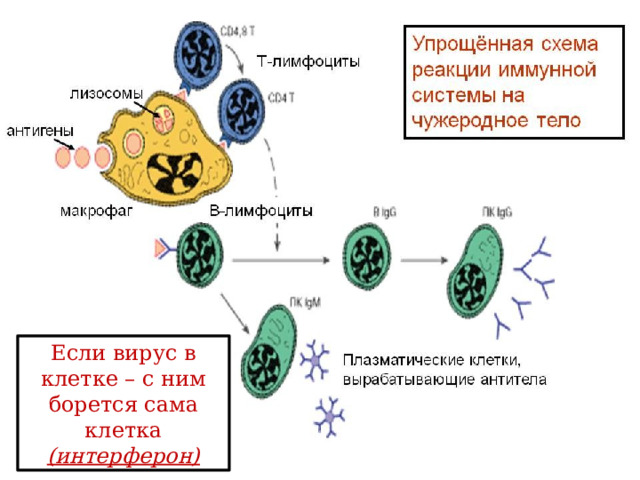 Если вирус в клетке – с ним борется сама клетка (интерферон) 
