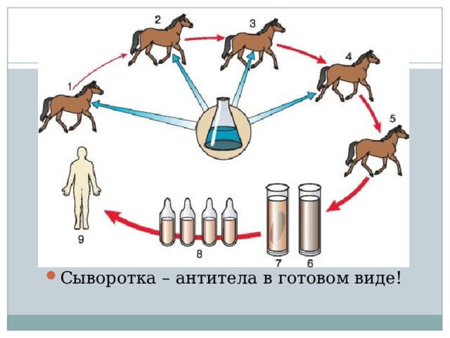 Сыворотка – антитела в готовом виде! 