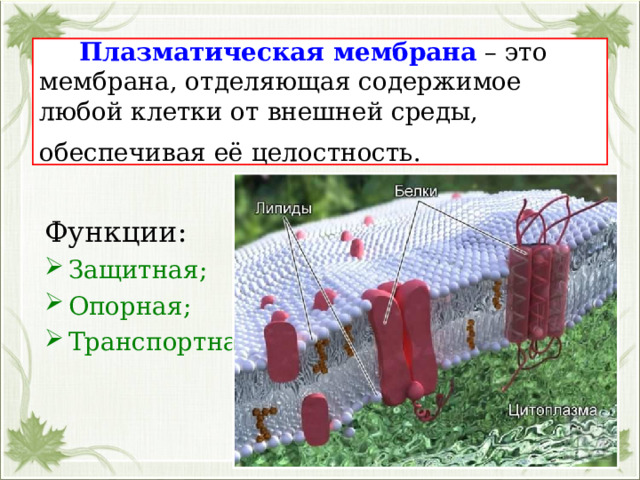  Плазматическая мембрана – это мембрана, отделяющая содержимое любой клетки от внешней среды, обеспечивая её целостность.  Функции: Защитная; Опорная; Транспортная. 