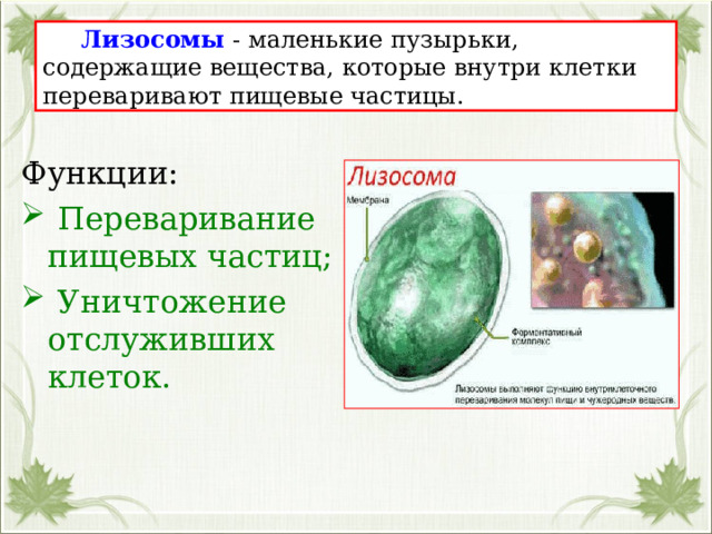  Лизосомы - маленькие пузырьки, содержащие вещества, которые внутри клетки переваривают пищевые частицы. Функции:  Переваривание пищевых частиц;  Уничтожение отслуживших клеток. 
