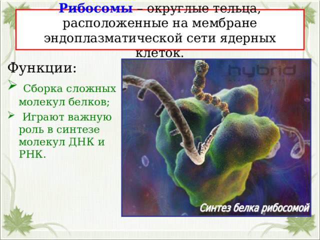 Рибосомы – округлые тельца, расположенные на мембране эндоплазматической сети ядерных клеток. Функции:  Сборка сложных молекул белков;  Играют важную роль в синтезе молекул ДНК и РНК. 