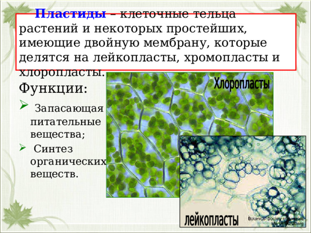   Пластиды – клеточные тельца растений и некоторых простейших, имеющие двойную мембрану, которые делятся на лейкопласты, хромопласты и хлоропласты. Функции:  Запасающая питательные вещества;  Синтез органических веществ. 