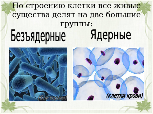 По строению клетки все живые существа делят на две большие группы: 