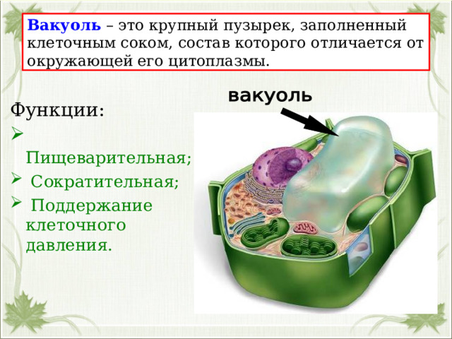 Вакуоль – это крупный пузырек, заполненный клеточным соком, состав которого отличается от окружающей его цитоплазмы. Функции:  Пищеварительная;  Сократительная;  Поддержание клеточного давления.  