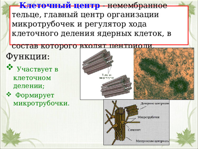  Клеточный центр - немембранное тельце, главный центр организации микротрубочек и регулятор хода клеточного деления ядерных клеток, в состав которого входят центриоли.  Функции:  Участвует в клеточном делении;  Формирует микротрубочки. 