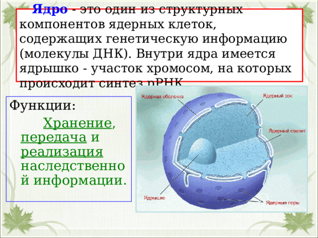   Ядро - это один из структурных компонентов ядерных клеток, содержащих генетическую информацию (молекулы ДНК). Внутри ядра имеется ядрышко - участок хромосом, на которых происходит синтез рРНК. Функции:  Хранение , передача и реализация наследственной информации. 