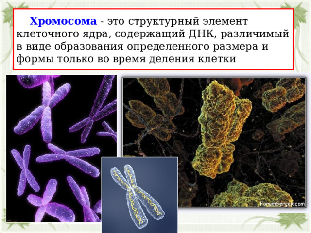  Хромосома - это структурный элемент клеточного ядра, содержащий ДНК, различимый в виде образования определенного размера и формы только во время деления клетки 