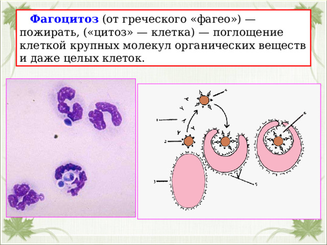  Фагоцитоз (от греческого «фагео») — пожирать, («цитоз» — клетка) — поглощение клеткой крупных молекул органических веществ и даже целых клеток. 