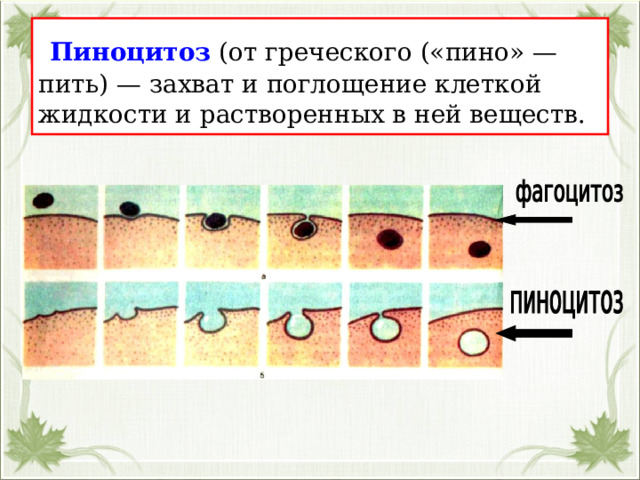  Пиноцитоз (от греческого («пино» — пить) — захват и поглощение клеткой жидкости и растворенных в ней веществ. 