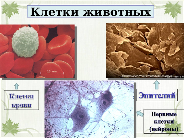 Клетки животных 