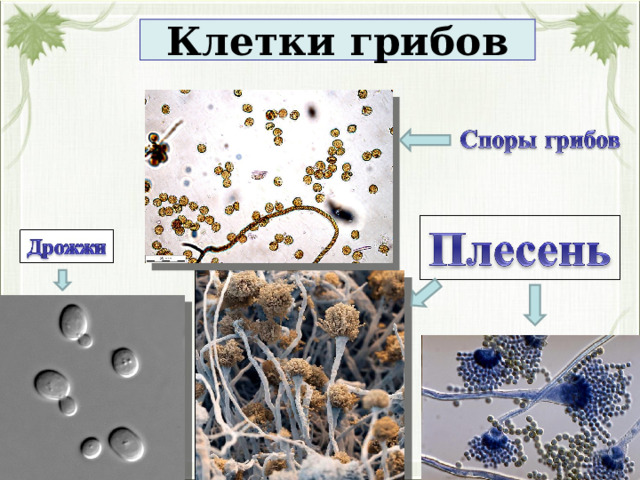 Клетки грибов 