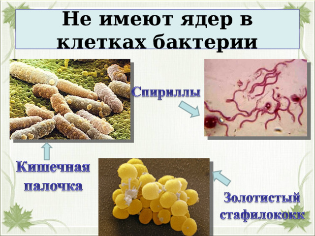 Не имеют ядер в клетках бактерии 