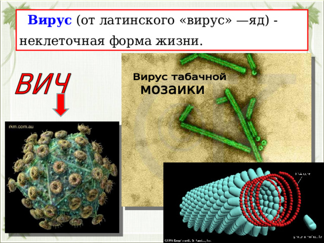  Вирус (от латинского «вирус» —яд) - неклеточная форма жизни.  