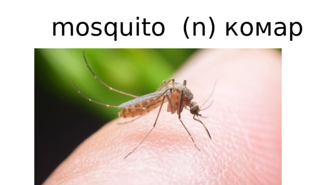 mosquito (n) комар 