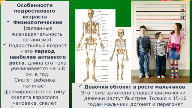 Особенности подросткового возраста Физиологические ( связанные жизнедеятельность организма) Подростковый возраст – это период наиболее активного роста , длина его тела увеличивается на 5-8 см. в год. Скелет ребенка начинает формироваться по типу скелета взрослого человека, скелет ребенка отличается от скелета взрослого человека, даже количество костей и их состав у них отличается Девочки обгонят в росте мальчиков . Это тоже заложено в нашей физиологии – девочки растут быстрее. Только к 15-16 годам мальчики догонят и перегонят девочек.  