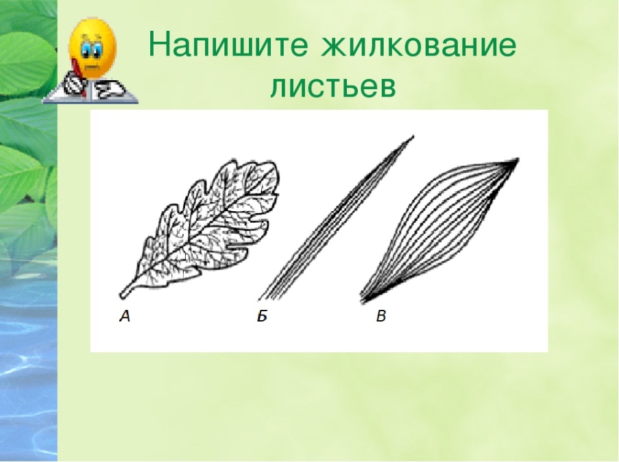 Типы жилкования листьев. Какое бывает жилкование листьев. Жилкование листьев рисунок. Параллельное жилкование рисунок.