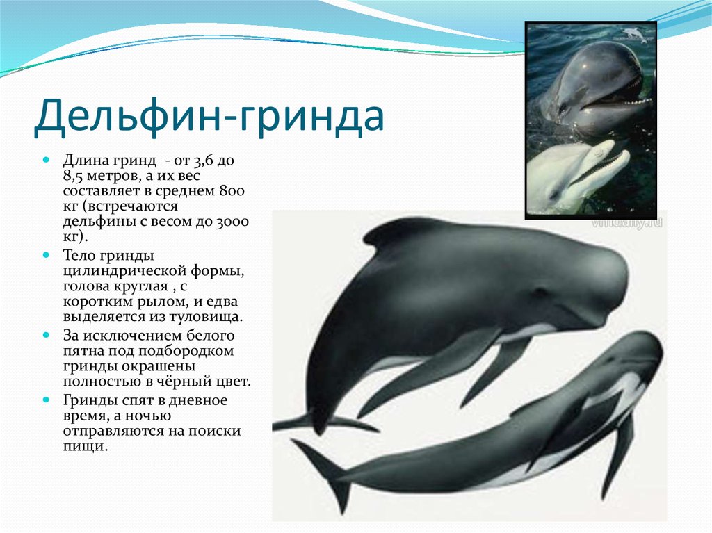 Номер дельфины в проекте большие и маленькие