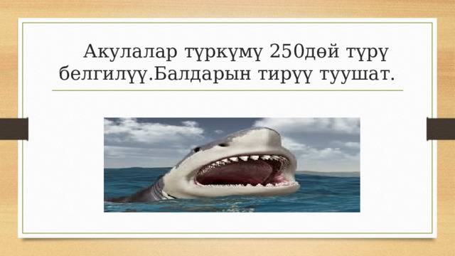  Акулалар түркүмү 250дөй түрү белгилүү.Балдарын тирүү туушат. 