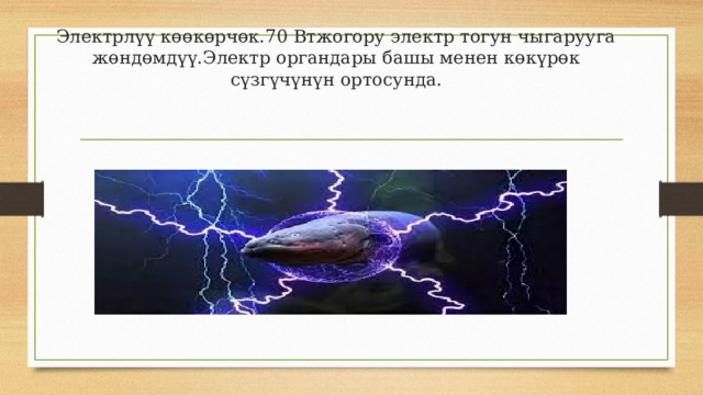 Электрлүү көөкөрчөк.70 Втжогору электр тогун чыгарууга жөндөмдүү.Электр органдары башы менен көкүрөк сүзгүчүнүн ортосунда. 