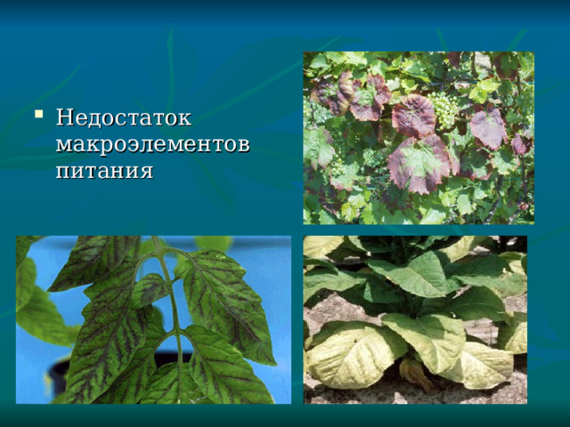Недостаток макроэлементов питания 