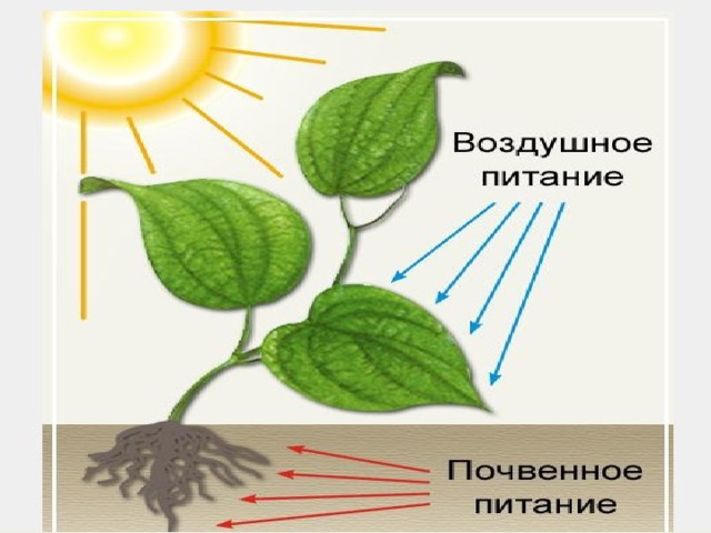 Схема питания растений 3 Питание растений - Биология - Презентации - 6 класс