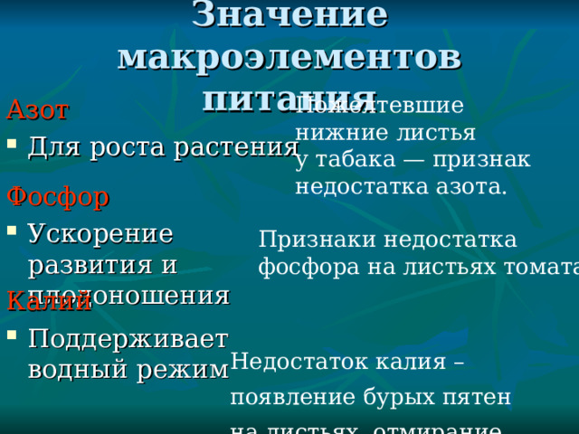 Значение макроэлементов питания Пожелтевшие нижние листья у табака — признак недостатка азота. Азот Для роста растения Фосфор Ускорение развития и плодоношения Признаки недостатка фосфора на листьях томата. Калий Поддерживает водный режим  Недостаток калия –появление бурых пятен  на листьях, отмирание листвы 