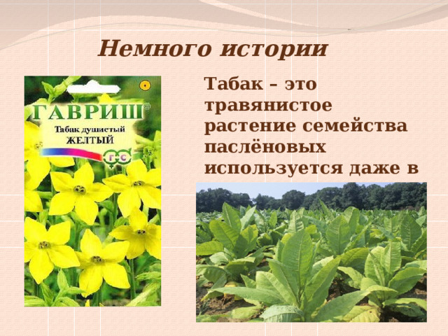 Немного истории Табак – это травянистое растение семейства паслёновых используется даже в декоративном садоводстве 