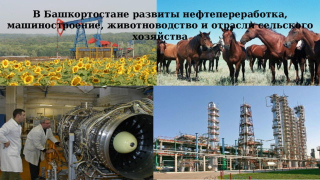 В Башкортостане развиты нефтепереработка, машиностроение, животноводство и отрасли сельского хозяйства 