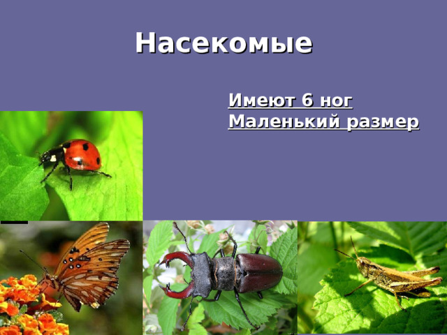 Насекомые Имеют 6 ног Маленький размер 