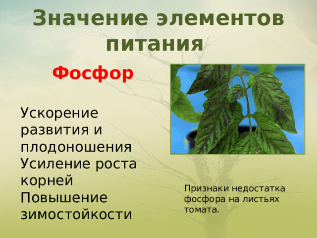 Значение элементов питания   Фосфор  Ускорение развития и плодоношения Усиление роста корней Повышение  зимостойкости   Признаки недостатка фосфора на листьях томата. 