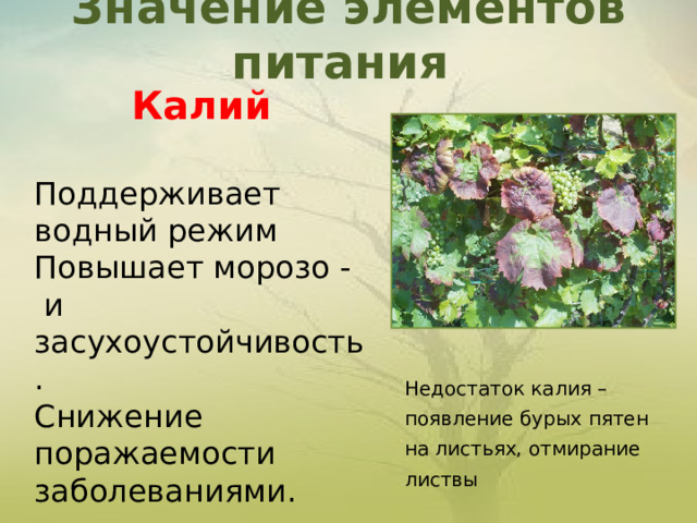 Значение элементов питания   Калий  Поддерживает водный режим Повышает морозо - и засухоустойчивость. Снижение  поражаемости  заболеваниями.     Недостаток калия – появление бурых пятен  на листьях, отмирание листвы 