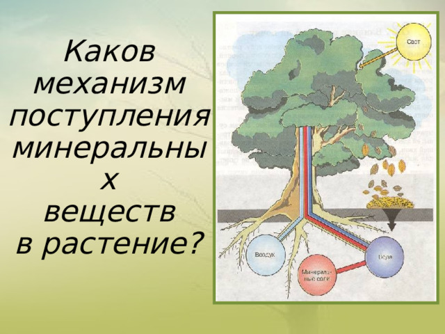 Каков  механизм  поступления  минеральных  веществ  в растение?        