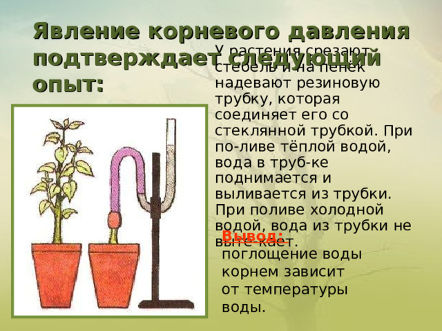        Явление корневого давления подтверждает следующий опыт: У растения срезают стебель и на пенёк надевают резиновую трубку, которая соединяет его со стеклянной трубкой. При по - ливе тёплой водой, вода в труб - ке поднимается и выливается из трубки. При поливе холодной водой, вода из трубки не выте - кает.   Вывод: погл о щение воды корнем зависит от температуры воды. 